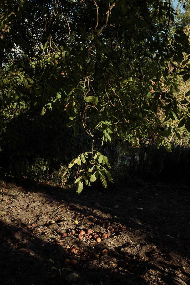 Herbstbild
